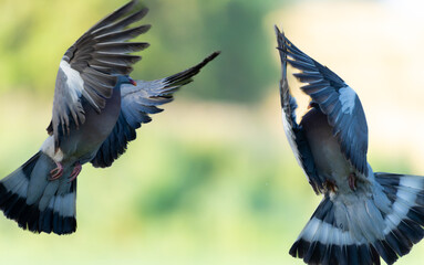 Common wood pigeon or Columba palumbus in air in combat or fighting.