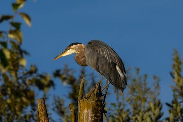 A majestic great blue heron perches on a weathered stump, its dark feathers and sharp beak contrasted against a clear sky and blurred  foliage.