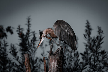 A majestic great blue heron perches on a weathered stump, its dark feathers and sharp beak contrasted against a clear sky and blurred  foliage.