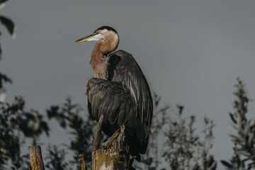 A majestic great blue heron perches on a weathered stump, its dark feathers and sharp beak...