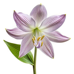 Fototapeta premium Elegant sand lily with purple stripes blooming on a white background