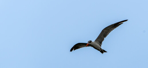 Whiskered Tern or Chlidonias hybrida flying over Parry Lagoons and Nature Reserve