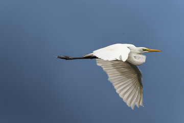 Great Egret or Ardea alba in flight