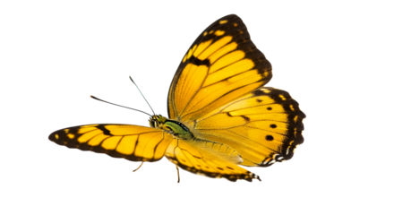 Beautiful Yellow Butterfly Resting on a Branch Close Up Nature Photography