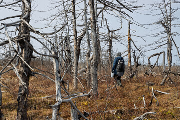 A woman with a backpack walks among dried tree trunks. Dead forest after a forest fire that occurred several years ago.