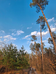 Coniferous trees in the beautiful forest. Pathway in the beautiful spring wood