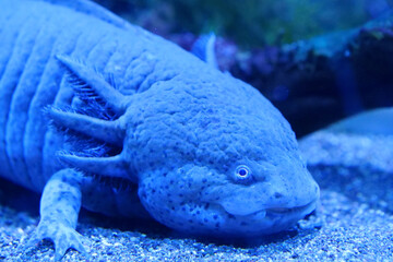 Axolotl, Ambystoma mexicanum, amphibian larva ambystoma, paedomorphic salamander