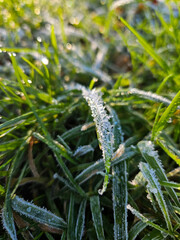 Macro shot of green grass covered with frost and ice crystals in the early morning sunlight.