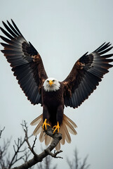 Obraz premium Majestic Eagle in Flight: A close-up portrait of a regal bald eagle perched on a branch, its powerful wings spread against a soft, overcast sky, showing its grace and freedom.