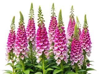 Beautiful cluster of pink Foxglove flowers against a plain white background