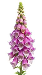 Elegant closeup of a beautiful pink Foxglove flower on a white background
