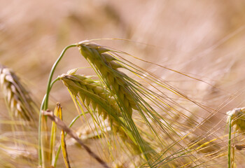brown grain, the stalks of barley, the sun shining on the field, Hordeum vulgare, A field of...