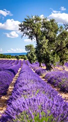 Lavender field under a bright sky