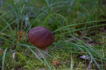 boletus edulis mushroom