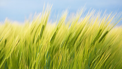 Fototapeta premium Close up of green wheat stalks swaying in the wind against a blue sky field agriculture