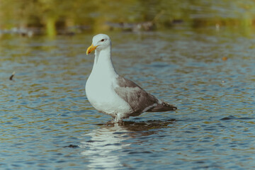 A western gull with white head and belly and gray wings stands in a shallow body of water, looking to the side with its distinctive yellow beak.