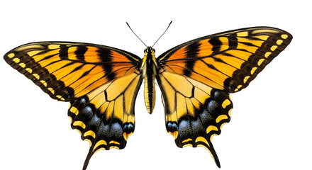 Obraz premium Stunning Orange and Black Tiger Swallowtail Butterfly Isolated on Black Background Macro Shot