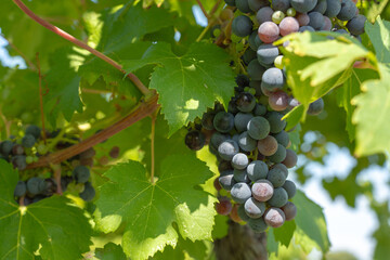 close up of ripening red wine grapes on a green vine in summer
