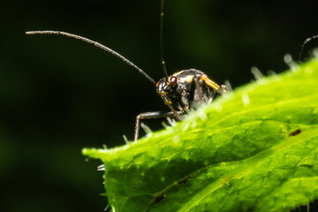 Ultra macro of an insect on a green plant