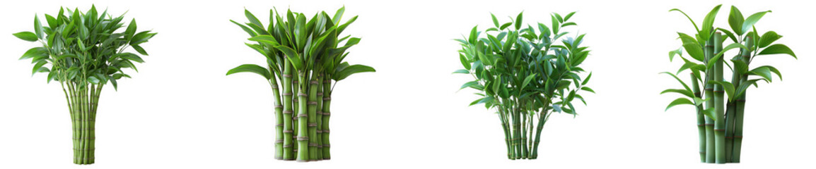 Obraz premium Four lucky bamboo plants with green stalks and leaves, isolated on transparent background
