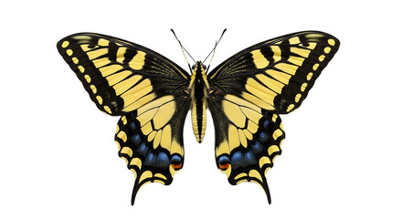 Obraz premium Yellow Swallowtail Butterfly Isolated on Black Background Detailed Wings and Natural Beauty Macro Shot