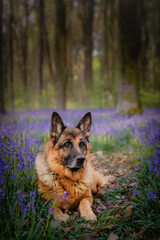 german shepherd dog in the woods bluebells 