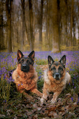 german shepherd dog bluebells 