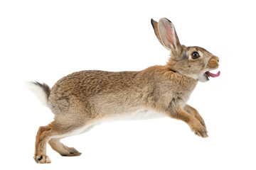 Fototapeta premium A Brown Rabbit in Mid-Leap Agile and Energetic