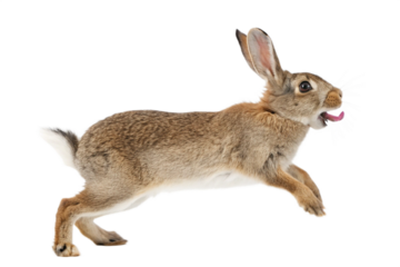 A Brown Rabbit in Mid-Leap Agile and Energetic