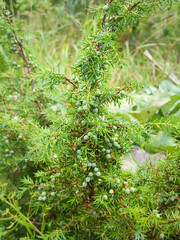 Small Juniper shrub with seeds growing in the wild near Predil Lake in the Julian Alps, Italy