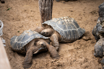 turtles lying on the sand