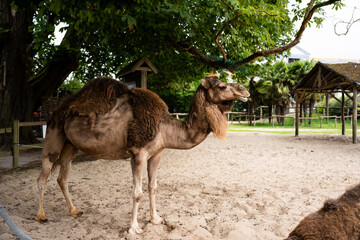 camel standing on the sand