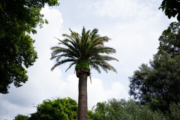 palm tree on a sky background