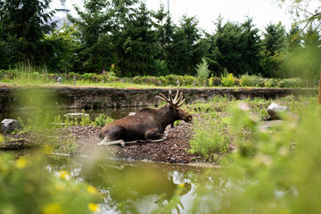 moose sitting in nature near a pond