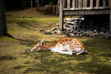 The deer is lying near the house.