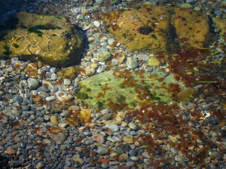 Banco de medusas luminiscentes en playa rocosa de guijarros de Sa Foradada, Deià, Mallorca, Islas Baleares. Ecosistema marino del mar Mediterráneo, agua cristalina, temperatura cálida, zona costera. 
