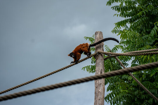 monkey climbing ropes at the zoo