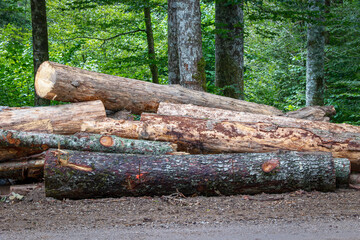 Controlled deforestation of trees. Logging area in the forest, piles of tree trunks lying on the ground, gloomy weather.