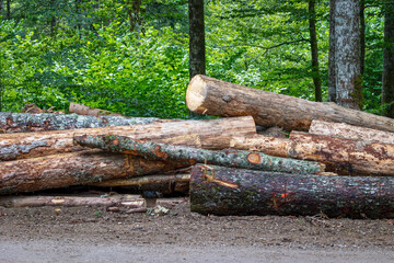 Controlled deforestation of trees. Logging area in the forest, piles of tree trunks lying on the ground, gloomy weather.