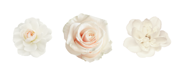 Set of white rose flowers isolated on white or transparent background