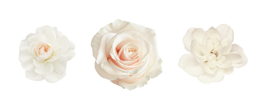 Set of white rose flowers isolated on white or transparent background