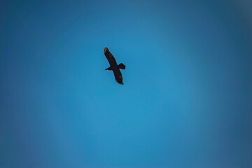 a large bird flying in the clear sky