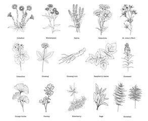 Collection of medicinal herbs and plants, botanical line drawing, vector floral line art illustration for site, logo, advertising, packaging