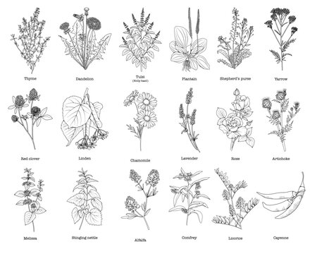 Collection of medicinal herbs and plants, botanical line drawing, vector floral line art illustration for site, logo, advertising, packaging