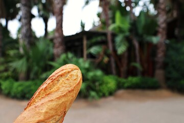 Crispy golden French baguette photographed outdoors with blurred tropical garden, Ramatuelle,...