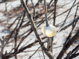 shell on the beach