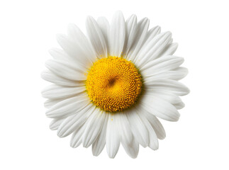 Single white daisy flower isolated on black background, Isolated On Transparent Background