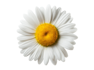 Single white daisy flower isolated on black background, Isolated On Transparent Background