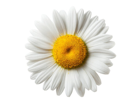 Single white daisy flower isolated on black background, Isolated On Transparent Background