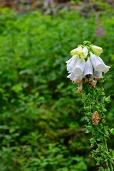 white foxglove flowers in a german forest in summer